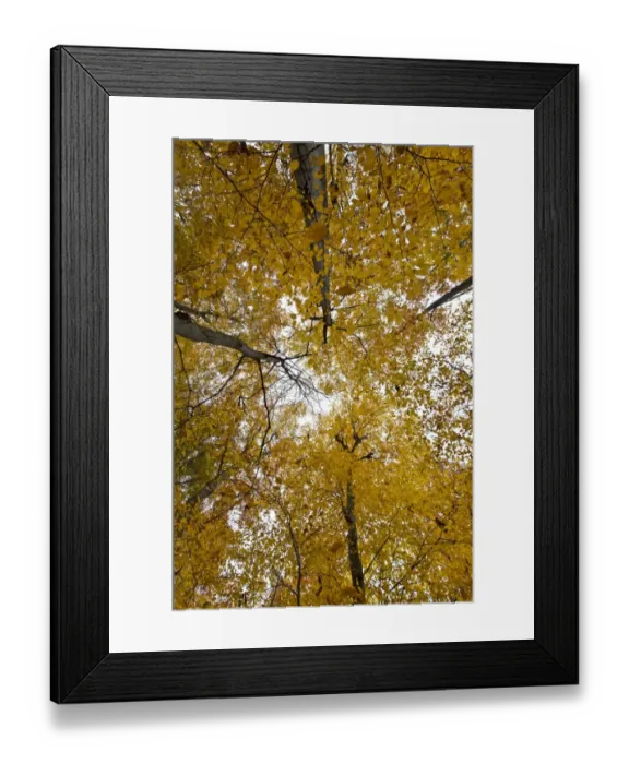 Framed Print : Treetops in an autumn forest, Stuttgart, Baden-Wurttemberg, Germany Framed Print : Treetops in an autumn forest, Stuttgart, Baden-Wurttemberg, Germany