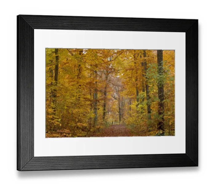 Framed Print : Forest trail through an autumn forest, Stuttgart, Baden-Wurttemberg, Germany Framed Print : Forest trail through an autumn forest, Stuttgart, Baden-Wurttemberg, Germany