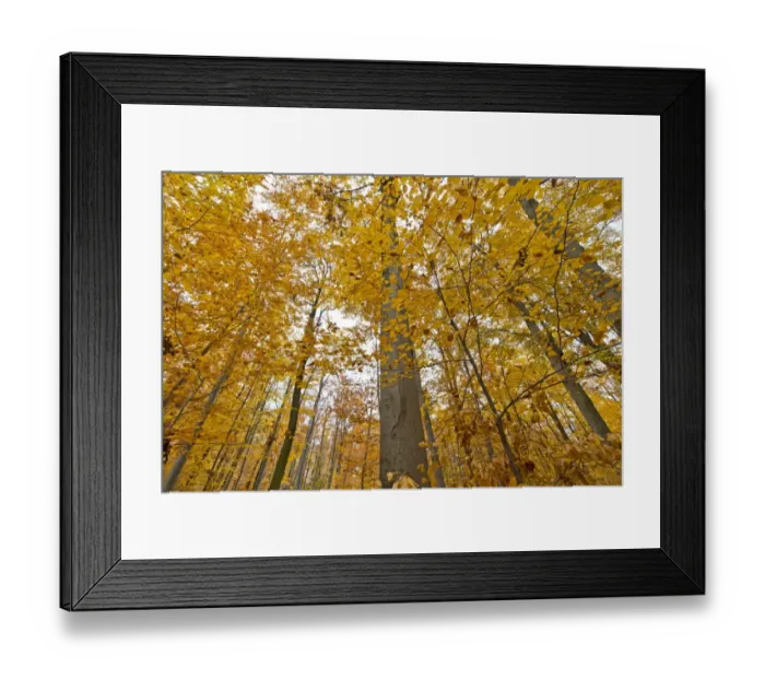 Framed Print : Autumn forest, Stuttgart, Baden-Wurttemberg, Germany Framed Print : Autumn forest, Stuttgart, Baden-Wurttemberg, Germany
