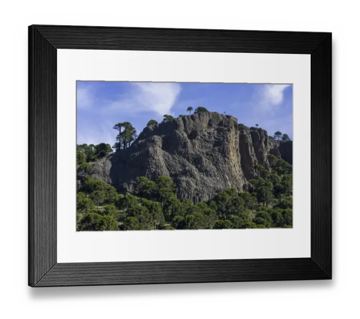 Framed Print : Monkey puzzle trees -Araucaria araucana- and basalt rocks, Neuquen Province, Argentina Framed Print : Monkey puzzle trees -Araucaria araucana- and basalt rocks, Neuquen Province, Argentina