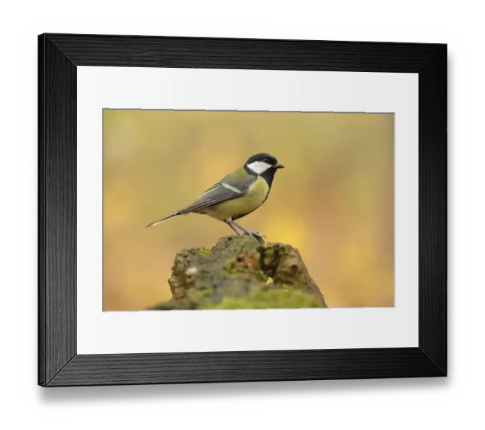 Framed Print : Great Tit -Parus major- perched on a stump in autumn, Leipzig, Saxony, Germany Framed Print : Great Tit -Parus major- perched on a stump in autumn, Leipzig, Saxony, Germany