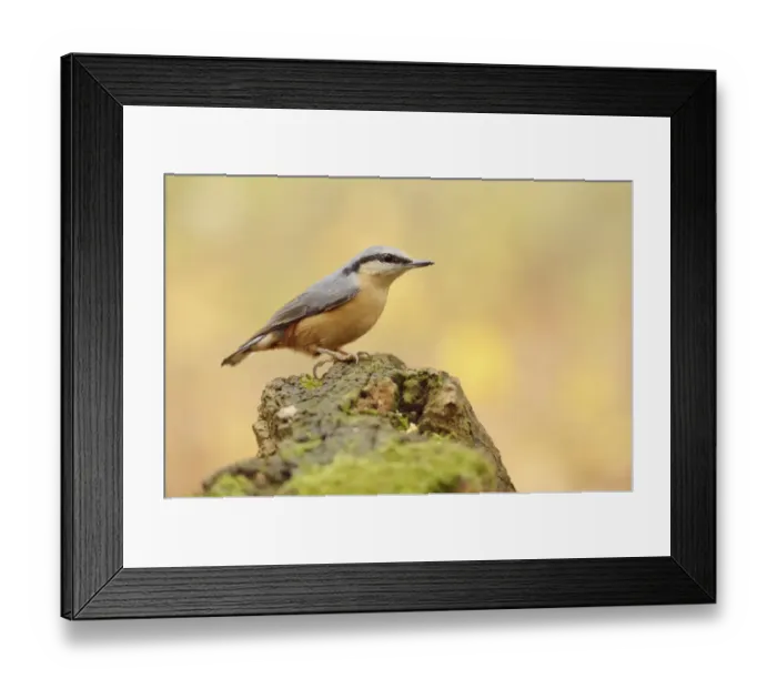 Framed Print : Nuthatch -Sitta europaea- perched on a stump in autumn, Leipzig, Saxony, Germany Framed Print : Nuthatch -Sitta europaea- perched on a stump in autumn, Leipzig, Saxony, Germany