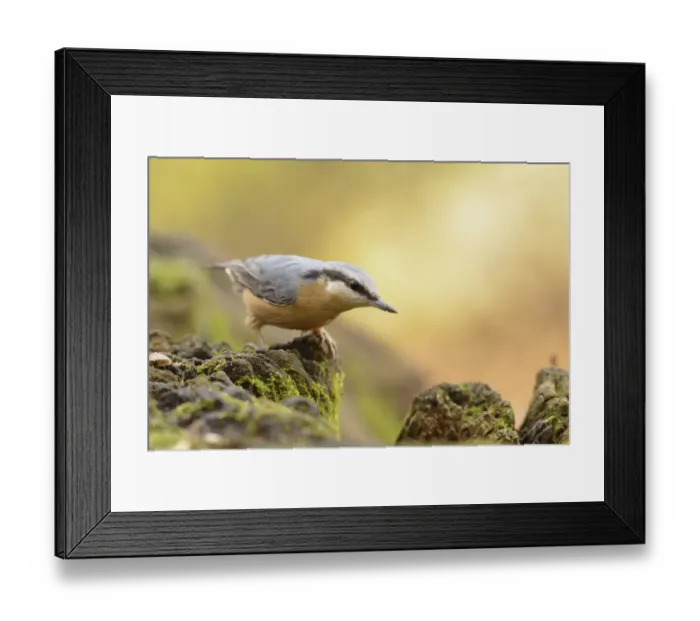 Framed Print : Nuthatch -Sitta europaea- perched on a stump in autumn, Leipzig, Saxony, Germany Framed Print : Nuthatch -Sitta europaea- perched on a stump in autumn, Leipzig, Saxony, Germany
