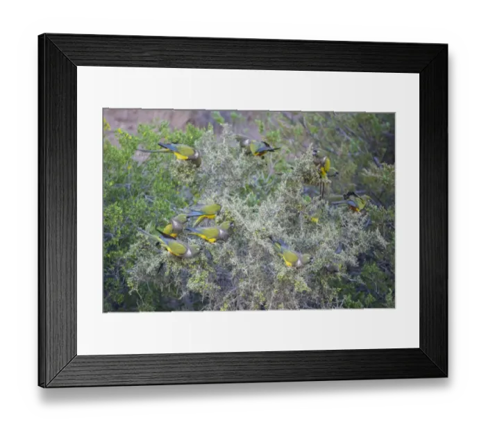 Framed Print : Flock of Burrowing Parrots or Burrowing Parakeets -Cyanoliseus patagonus- on a bush, Mendoza Province, Argentina Framed Print : Flock of Burrowing Parrots or Burrowing Parakeets -Cyanoliseus patagonus- on a bush, Mendoza Province, Argentina