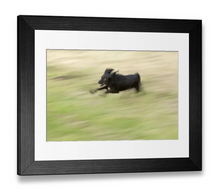 Framed Print : Small black dog running through a meadow, Wilhelmsburg, Hamburg, Hamburg, Germany Framed Print : Small black dog running through a meadow, Wilhelmsburg, Hamburg, Hamburg, Germany
