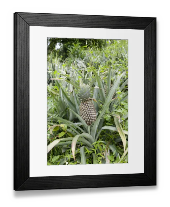Framed Print : Pineapple -Ananas comosus- growing in a field, Maligatenna, Sri Lanka Framed Print : Pineapple -Ananas comosus- growing in a field, Maligatenna, Sri Lanka