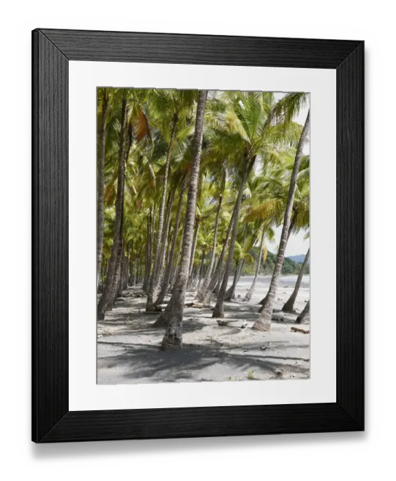 Framed Print : Grove of palm trees on the beach, Playa Carryllo, Nicoya Peninsula, Costa Rica, Central America Framed Print : Grove of palm trees on the beach, Playa Carryllo, Nicoya Peninsula, Costa Rica, Central America