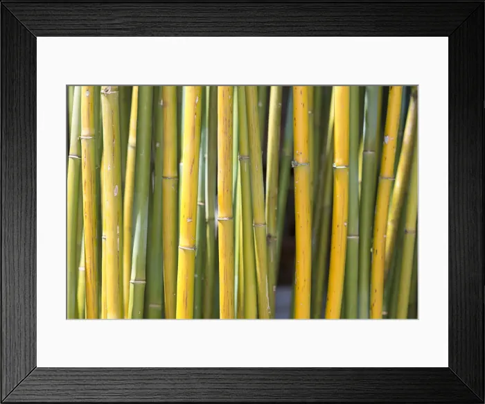 Framed Print : Bamboo Framed Print : Bamboo