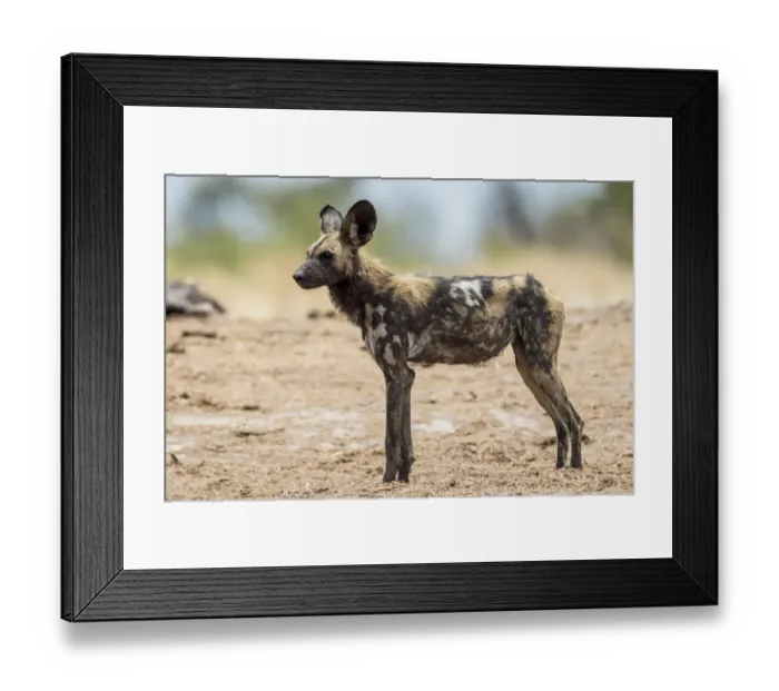 Framed Print : African Wild Dog -Lyacon pictus-, Khaudum National Park, Namibia, Africa