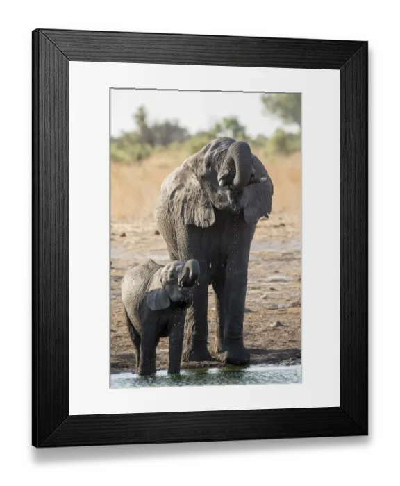 Framed Print : African Bush Elephant -Loxodonta africana- with a calf, Khaudum National Park, Namibia, Africa
