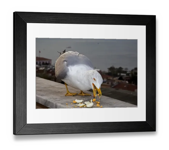 Framed Print : Yellow-legged Gull -Larus michahellis-, Istanbul, Turkey Framed Print : Yellow-legged Gull -Larus michahellis-, Istanbul, Turkey