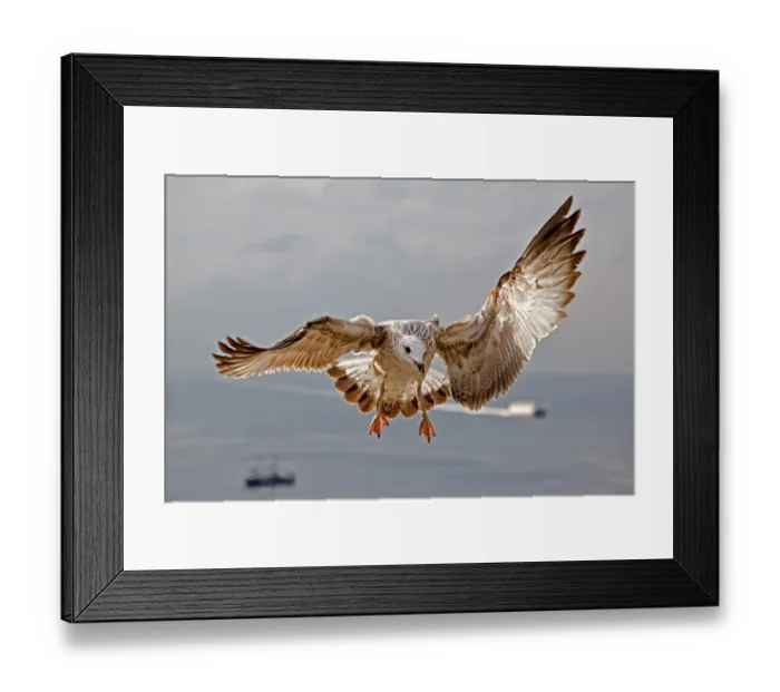 Framed Print : Yellow-legged Gull -Larus michahellis-, juvenile plumage, Istanbul, Turkey Framed Print : Yellow-legged Gull -Larus michahellis-, juvenile plumage, Istanbul, Turkey
