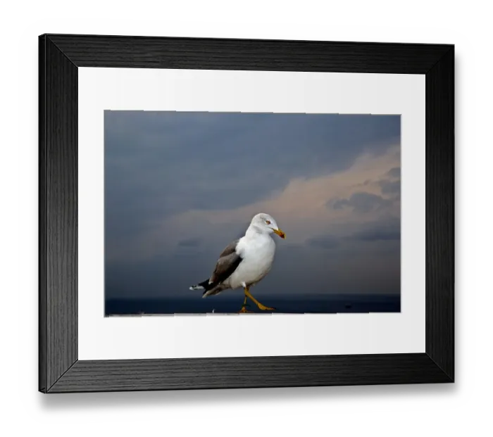 Framed Print : Yellow-legged Gull -Larus michahellis-, Istanbul, Turkey Framed Print : Yellow-legged Gull -Larus michahellis-, Istanbul, Turkey