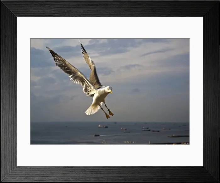 Framed Print : Yellow-legged Gull -Larus michahellis-, Istanbul, Turkey Framed Print : Yellow-legged Gull -Larus michahellis-, Istanbul, Turkey