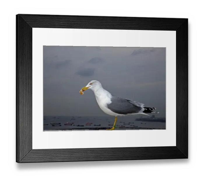 Framed Print : Yellow-legged Gull -Larus michahellis-, Istanbul, Turkey
