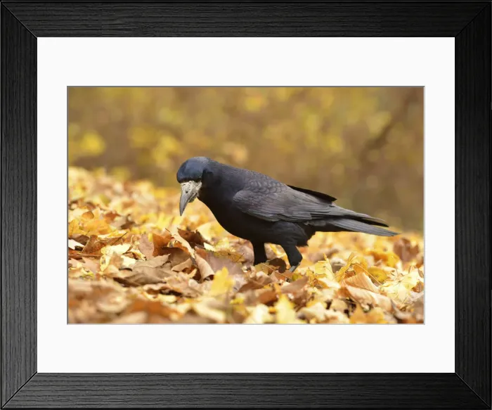 Framed Print : Rook -Corvus frugilegus- standing on autumn leaves, Leipzig, Saxony, Germany Framed Print : Rook -Corvus frugilegus- standing on autumn leaves, Leipzig, Saxony, Germany