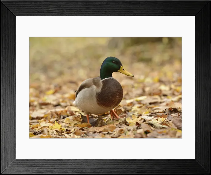 Framed Print : Mallard -Anas platyrhynchos- standing on autumn leaves, Leipzig, Saxony, Germany Framed Print : Mallard -Anas platyrhynchos- standing on autumn leaves, Leipzig, Saxony, Germany