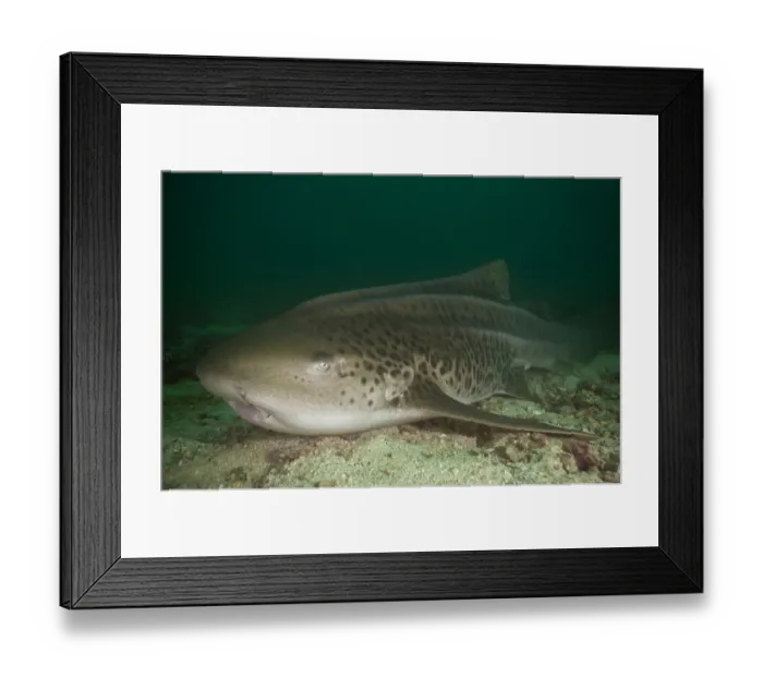 Framed Print : Leopard Shark -Triakis semifasciata-, Gulf of Oman, Oman Framed Print : Leopard Shark -Triakis semifasciata-, Gulf of Oman, Oman