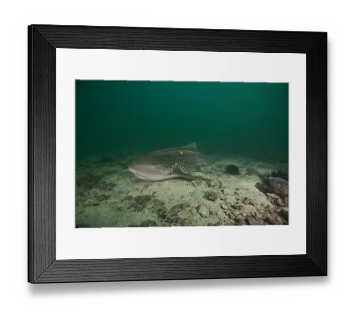 Framed Print : Leopard Shark -Triakis semifasciata-, Gulf of Oman, Oman Framed Print : Leopard Shark -Triakis semifasciata-, Gulf of Oman, Oman