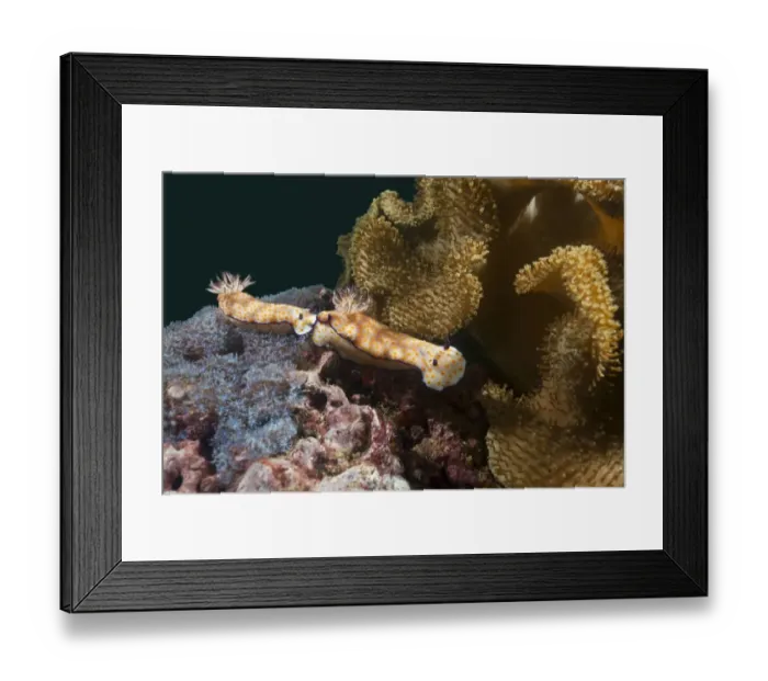 Framed Print : Sea Slugs -Risbecia pulchella-, Gulf of Oman, Oman Framed Print : Sea Slugs -Risbecia pulchella-, Gulf of Oman, Oman