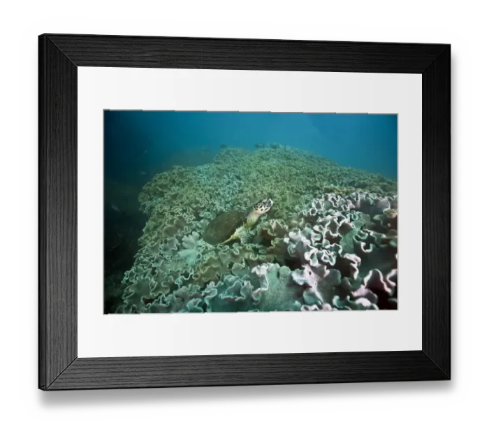 Framed Print : Green Sea Turtle -Chelonia mydas-, Gulf of Oman, Oman Framed Print : Green Sea Turtle -Chelonia mydas-, Gulf of Oman, Oman
