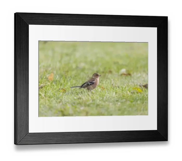 Framed Print : Chaffinch -Fringilla coelebs-, Tyrol, Austria Framed Print : Chaffinch -Fringilla coelebs-, Tyrol, Austria