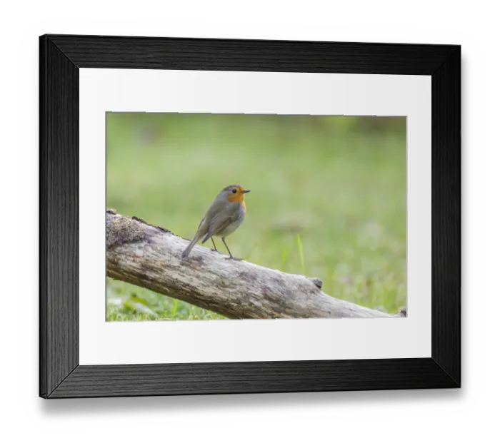 Framed Print : European Robin -Erithacus rubecula-, Tyrol, Austria Framed Print : European Robin -Erithacus rubecula-, Tyrol, Austria