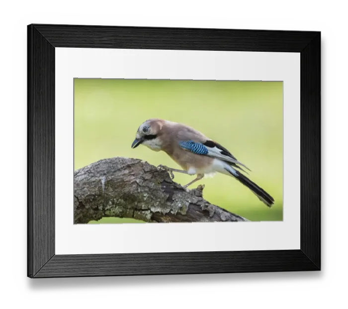 Framed Print : Eurasian Jay -Garrulus glandarius-, Tyrol, Austria Framed Print : Eurasian Jay -Garrulus glandarius-, Tyrol, Austria