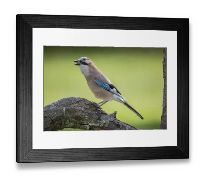 Framed Print : Eurasian Jay -Garrulus glandarius-, Tyrol, Austria Framed Print : Eurasian Jay -Garrulus glandarius-, Tyrol, Austria