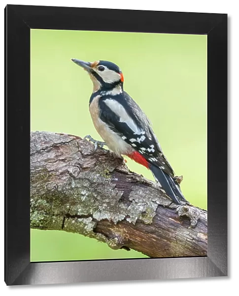 Great Spotted Woodpecker -Dendrocopos major-, Tyrol, Austria