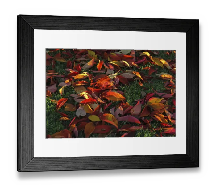 Framed Print : Autumn leaves lying on the grass Framed Print : Autumn leaves lying on the grass