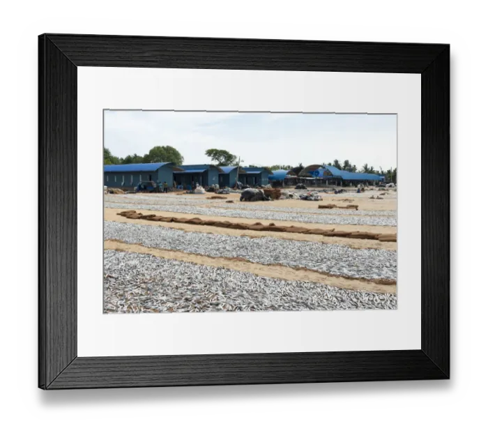 Framed Print : Fish is spread out to dry on the beach, fish market, Negombo, Sri Lanka Framed Print : Fish is spread out to dry on the beach, fish market, Negombo, Sri Lanka