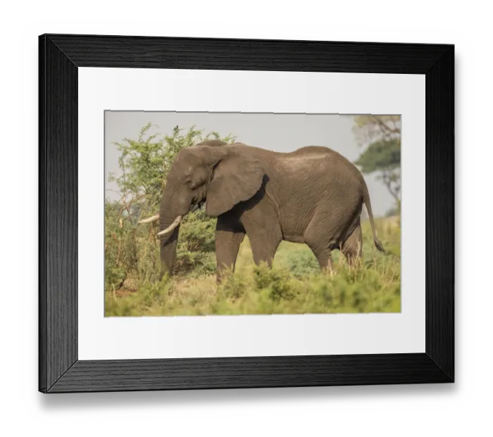 Framed Print : African Bush Elephant -Loxodonta africana-, Khaudum National Park, Namibia, Africa Framed Print : African Bush Elephant -Loxodonta africana-, Khaudum National Park, Namibia, Africa