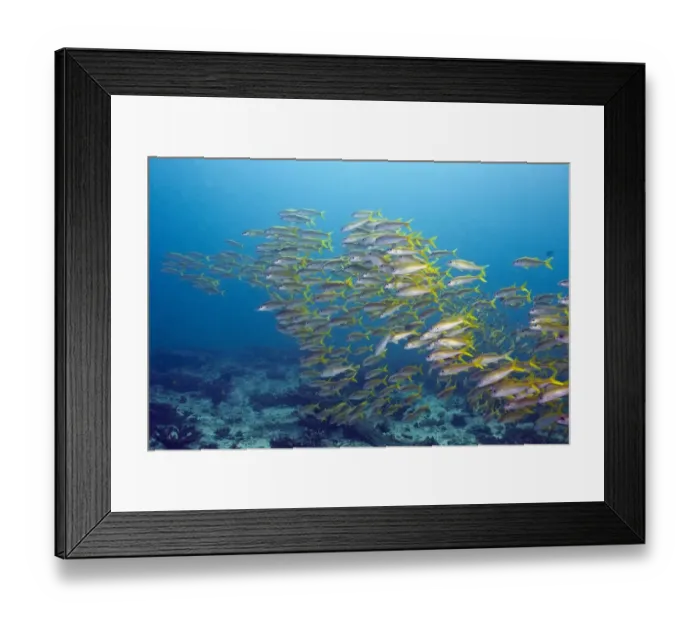 Framed Print : Yellowtail Snapper -Ocyurus chrysurus-, Gulf of Oman, Oman Framed Print : Yellowtail Snapper -Ocyurus chrysurus-, Gulf of Oman, Oman