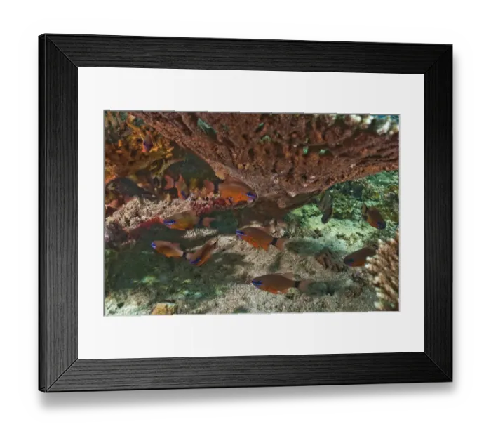 Framed Print : Ring-tailed Cardinalfish -Apogon aureus-, Gulf of Oman, Oman Framed Print : Ring-tailed Cardinalfish -Apogon aureus-, Gulf of Oman, Oman