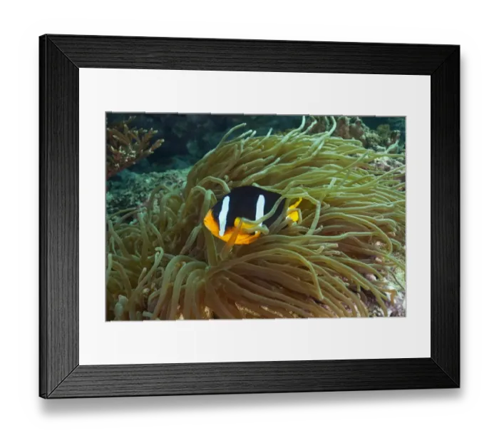 Framed Print : Clarks Anemonefish or Yellowtail Clownfish -Amphiprion clarkii-, near Fahal, Oman Framed Print : Clarks Anemonefish or Yellowtail Clownfish -Amphiprion clarkii-, near Fahal, Oman