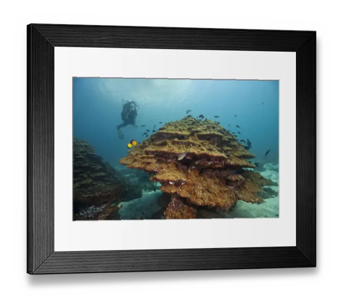 Framed Print : Scuba diver with coral, near Fahal, Oman Framed Print : Scuba diver with coral, near Fahal, Oman