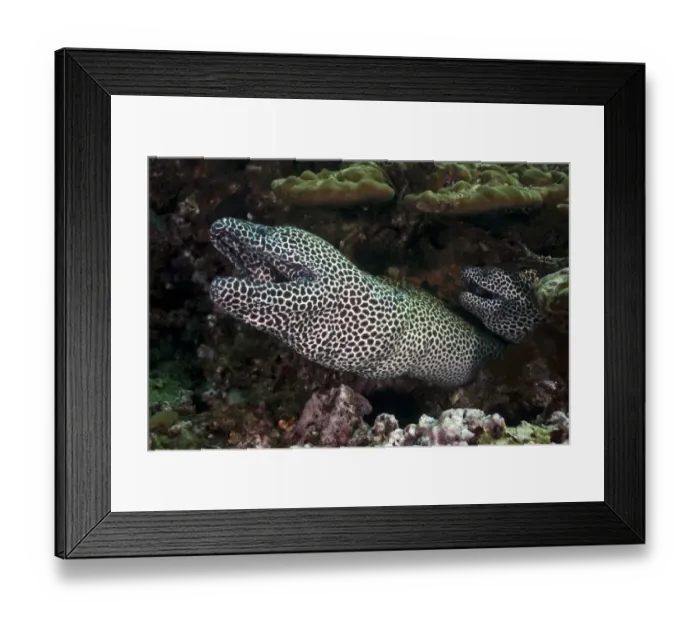 Framed Print : Laced Morays -Gymnothorax favagineus-, Gulf of Oman, Oman Framed Print : Laced Morays -Gymnothorax favagineus-, Gulf of Oman, Oman