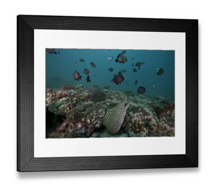 Framed Print : Laced Moray -Gymnothorax favagineus-, Gulf of Oman, Oman Framed Print : Laced Moray -Gymnothorax favagineus-, Gulf of Oman, Oman
