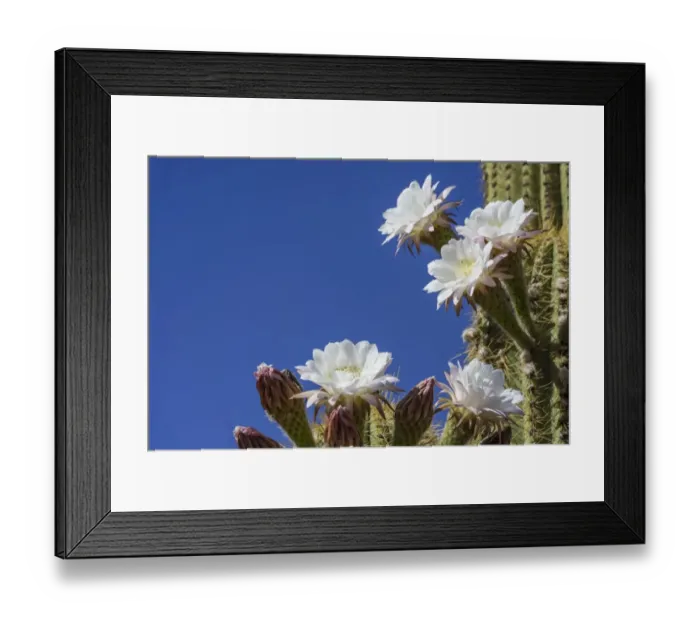 Framed Print : Blooming Echinopsis chiloensis cactus, La Rioja, Argentina Framed Print : Blooming Echinopsis chiloensis cactus, La Rioja, Argentina
