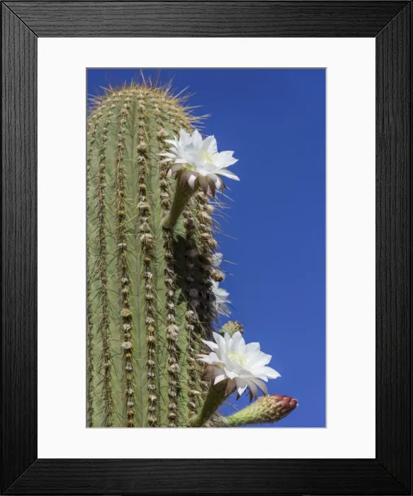 Framed Print : Blooming cactus Echinopsis chiloensis greenhouse, La Rioja, Argentina Framed Print : Blooming cactus Echinopsis chiloensis greenhouse, La Rioja, Argentina