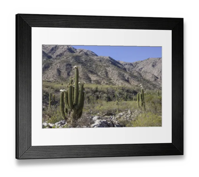 Framed Print : Blooming Echinopsis chiloensis cacti, La Rioja, Argentina Framed Print : Blooming Echinopsis chiloensis cacti, La Rioja, Argentina