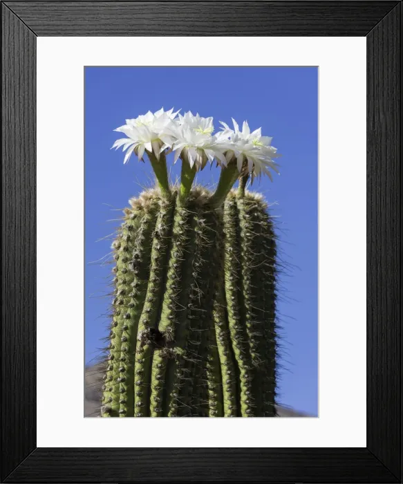 Framed Print : Blooming Echinopsis chiloensis cactus, La Rioja, Argentina Framed Print : Blooming Echinopsis chiloensis cactus, La Rioja, Argentina
