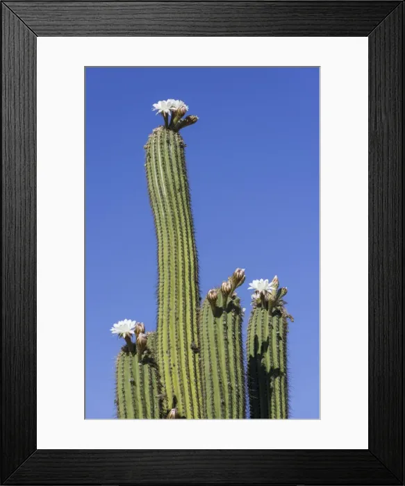Framed Print : Blooming Echinopsis chiloensis cactus, La Rioja, Argentina