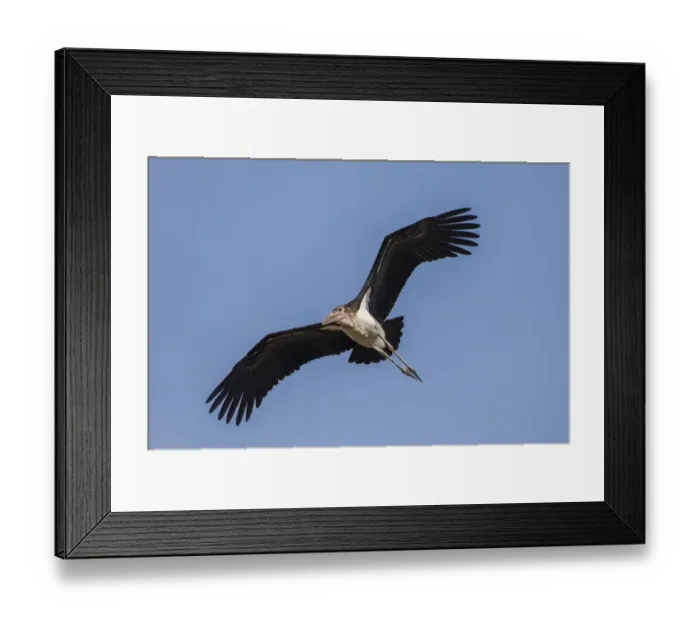 Framed Print : Marabou -Leptoptilos crumeniferus-, Buffalo National Park, Caprivi Strip, Namibia, Africa Framed Print : Marabou -Leptoptilos crumeniferus-, Buffalo National Park, Caprivi Strip, Namibia, Africa