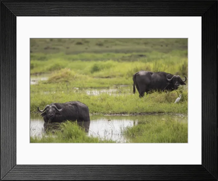 Framed Print : Cape buffalo -Syncerus caffer-, Buffalo National Park, Caprivi Strip, Namibia, Africa Framed Print : Cape buffalo -Syncerus caffer-, Buffalo National Park, Caprivi Strip, Namibia, Africa