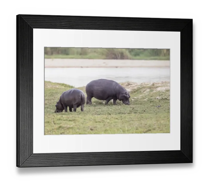 Framed Print : Hippopotamus -Hippopotamus amphibius-, Buffalo National Park, Caprivi Strip, Namibia, Africa Framed Print : Hippopotamus -Hippopotamus amphibius-, Buffalo National Park, Caprivi Strip, Namibia, Africa