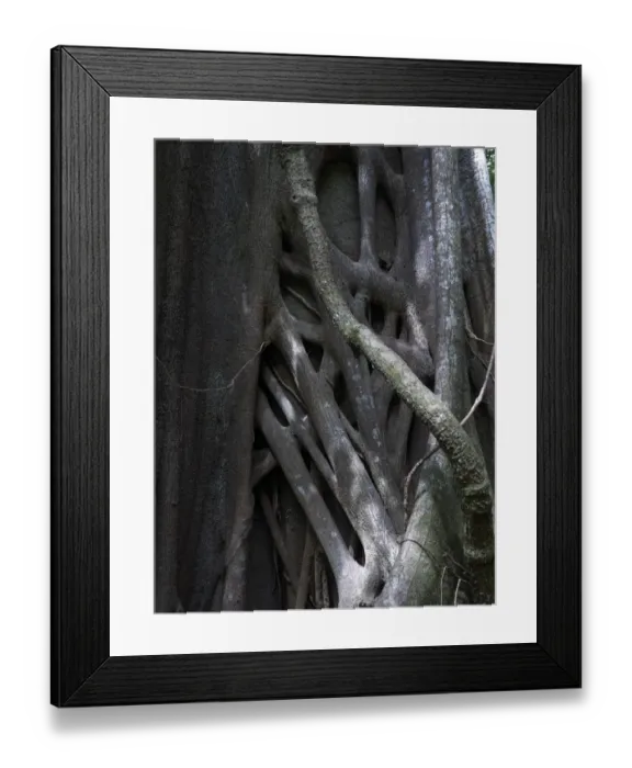 Framed Print : Banyan or Bengal Fig -Ficus benghalensis-, strangler fig, Las Pailas, Ricon de la Vieja National Park, Province of Guanacaste, Costa Rica, Central America Framed Print : Banyan or Bengal Fig -Ficus benghalensis-, strangler fig, Las Pailas, Ricon de la Vieja National Park, Province of Guanacaste, Costa Rica, Central America