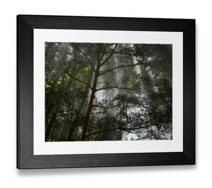 Framed Print : Sulfur-containing vapours, fumaroles, in Cloud Forest, Ricon de la Vieja National Park, Province of Guanacaste, Costa Rica, Central America Framed Print : Sulfur-containing vapours, fumaroles, in Cloud Forest, Ricon de la Vieja National Park, Province of Guanacaste, Costa Rica, Central America