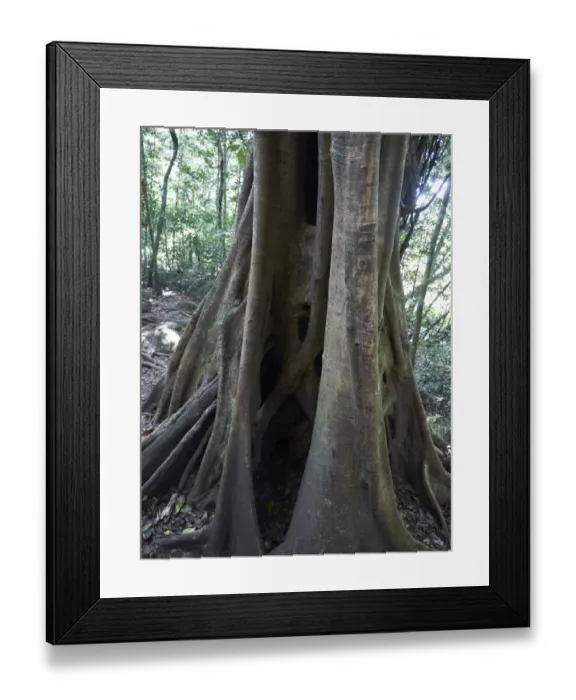 Framed Print : Strangler Fig -Ficus- wrapped around a host tree, tropical rain forest, Las Pailas, Ricon de la Vieja National Park, Province of Guanacaste, Costa Rica, Central America Framed Print : Strangler Fig -Ficus- wrapped around a host tree, tropical rain forest, Las Pailas, Ricon de la Vieja National Park, Province of Guanacaste, Costa Rica, Central America